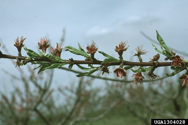 peach, Prunus persica  (Rosales: Rosaceae) - 1304028