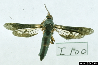 cottonwood clearwing borer, Paranthrene dollii  (Lepidoptera: Sesiidae) - 1304030