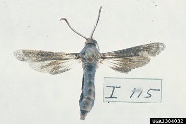 cottonwood clearwing borer, Paranthrene dollii  (Lepidoptera: Sesiidae) - 1304032