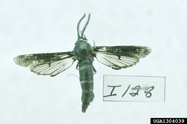 dusky clearwing, Paranthrene tabaniformis  (Lepidoptera: Sesiidae) - 1304039