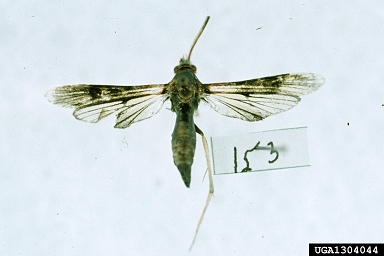 ash borer, Podosesia syringae  (Lepidoptera: Sesiidae) - 1304044