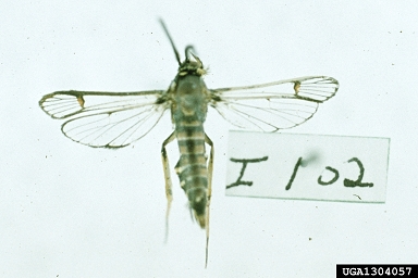 horsenettle borer, Synanthedon rileyana  (Lepidoptera: Sesiidae) - 1304057