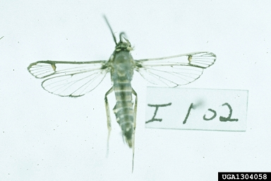 horsenettle borer, Synanthedon rileyana  (Lepidoptera: Sesiidae) - 1304058