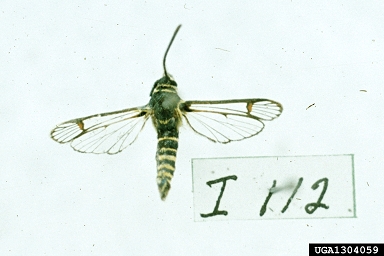 horsenettle borer, Synanthedon rileyana  (Lepidoptera: Sesiidae) - 1304059