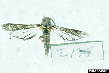grape root borer, Vitacea polistiformis  (Lepidoptera: Sesiidae) - 1304063