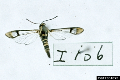 dogwood borer, Synanthedon scitula  (Lepidoptera: Sesiidae) - 1304072