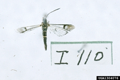 dogwood borer, Synanthedon scitula  (Lepidoptera: Sesiidae) - 1304076