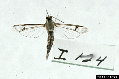 dogwood borer, Synanthedon scitula  (Lepidoptera: Sesiidae) - 1304077