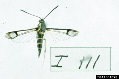 dogwood borer, Synanthedon scitula  (Lepidoptera: Sesiidae) - 1304078