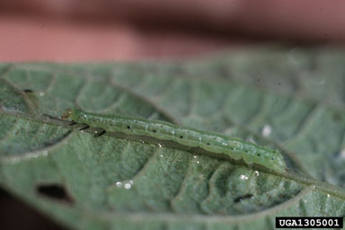 soybean looper (Pseudoplusia includens ) on common bean (Phaseolus vulgaris ) - 1305001