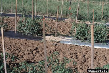 tomato, Lycopersicon esculentum  (Solanales: Solanaceae) - 1305010