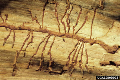 mountain pine beetle, Dendroctonus ponderosae  (Coleoptera: Curculionidae) - 1306003