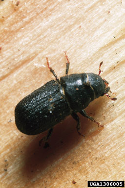 mountain pine beetle, Dendroctonus ponderosae  (Coleoptera: Curculionidae) - 1306005