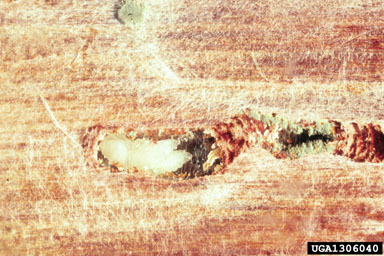 bark beetle (Ips latidens ) on lodgepole pine (Pinus contorta ) - 1306040