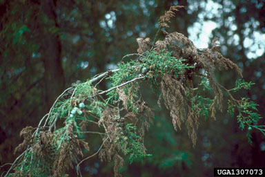 African juniper, Juniperus procera  (Pinales: Cupressaceae) - 1307073
