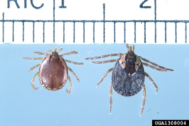 Madagascar tortoise tick, Amblyomma chaubaudi  (Acari: Ixodidae) - 1308004