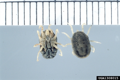 relapsing fever tick, Ornithodoros turicata  (Acari: Argasidae) - 1308015