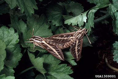 white-lined sphinx, Hyles lineata  (Lepidoptera: Sphingidae) - 1309001