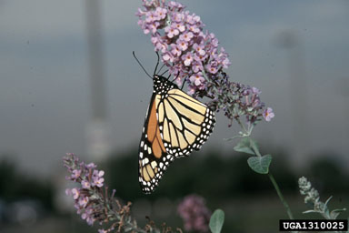 monarch butterfly, Danaus plexippus  (Lepidoptera: Nymphalidae) - 1310025