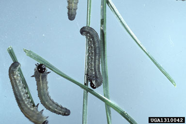 European pine sawfly, Neodiprion sertifer  (Hymenoptera: Diprionidae) - 1310042