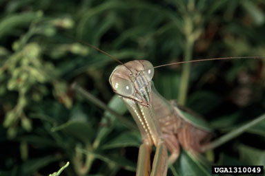 mantids,    (Mantodea: Mantidae) - 1310049