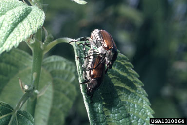 Japanese beetle, Popillia japonica  (Coleoptera: Scarabaeidae) - 1310064