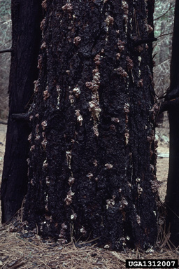 red turpentine beetle (Dendroctonus valens ) on ponderosa pine (Pinus ponderosa ) - 1312007