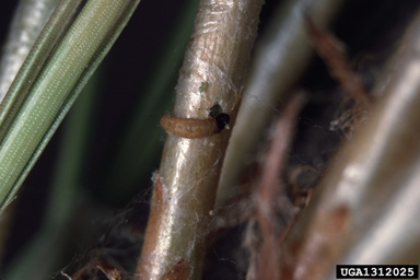 pine needle sheathminer (Zelleria haimbachi ) on ponderosa pine (Pinus ponderosa ) - 1312025