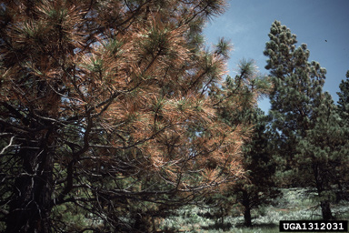 red belt abiotic damage (  ) on ponderosa pine (Pinus ponderosa ) - 1312031