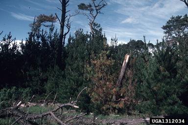 pitch canker (Fusarium circinatum ) on Monterey pine (Pinus radiata ) - 1312034