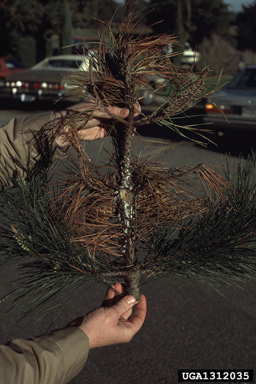 pitch canker (Fusarium circinatum ) on Monterey pine (Pinus radiata ) - 1312035
