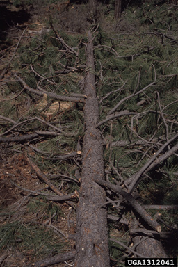 ponderosa pine, Pinus ponderosa  (Pinales: Pinaceae) - 1312041