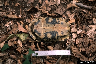 Bell's hinged tortoise, Kinixys belliana  (Testudines: Testudinidae) - 1314077