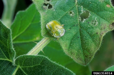 tortoise beetle, Gratiana boliviana  (Coleoptera: Chrysomelidae) - 1316014