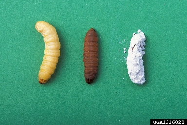 entomopathogenic nematode (Heterorhabditis bacteriophora ) on greater wax moth (Galleria mellonella ) - 1316020