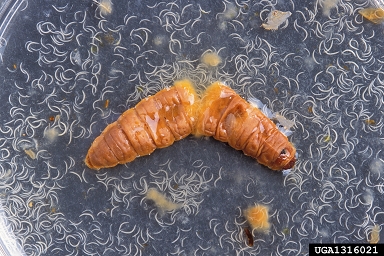 entomopathogenic nematode (Heterorhabditis bacteriophora ) on greater wax moth (Galleria mellonella ) - 1316021