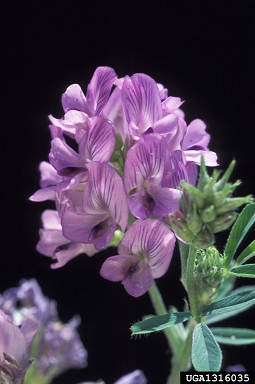 alfalfa, Medicago sativa  (Fabales: Fabaceae (Leguminosae)) - 1316035