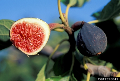 edible fig, Ficus carica  (Urticales: Moraceae) - 1316041