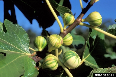 edible fig, Ficus carica  (Urticales: Moraceae) - 1316042