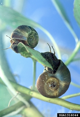 marsh rams-horn snail, Planorbella trivolvis  (Stylommatophora: Planorbidae) - 1316044