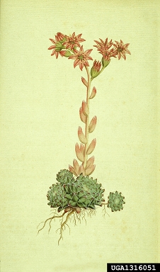 cobweb houseleek, Sempervivum arachnoideum  (Rosales: Crassulaceae) - 1316051