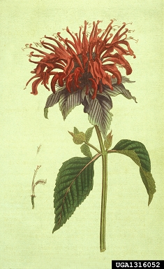 wild bergamot, Monarda fistulosa  (Lamiales: Lamiaceae) - 1316052