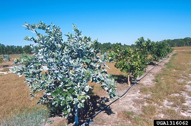 orange, Citrus x sinensis  (Sapindales: Rutaceae) - 1316062