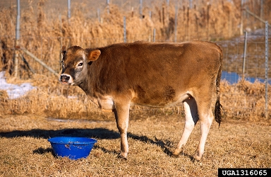 cattle, Bos spp.  (Artiodactyla: Bovidae) - 1316065