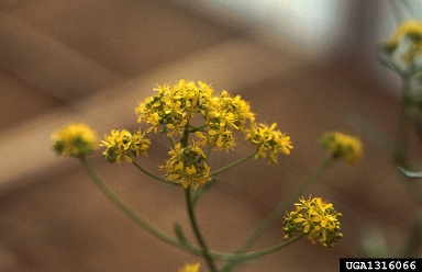 Dyer's woad, Isatis tinctoria  (Capparales: Brassicaceae) - 1316066