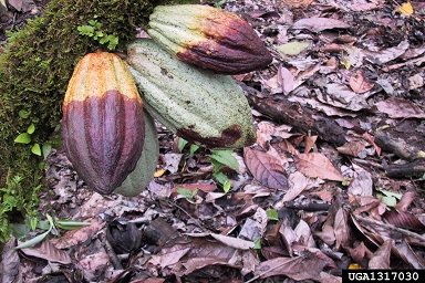 Phytophthora root and crown rots (Phytophthora spp. ) on cacao (Theobroma cacao ) - 1317030