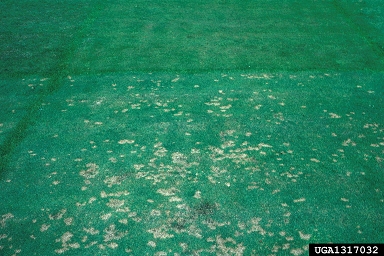 dollar spot (Sclerotinia homoeocarpa ) on creeping bentgrass (Agrostis stolonifera ) - 1317032