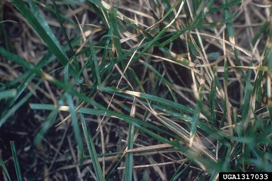 dollar spot (Sclerotinia homoeocarpa ) on Kentucky bluegrass (Poa pratensis ) - 1317033