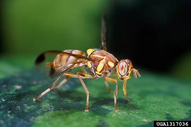 melon fly, Bactrocera cucurbitae  (Diptera: Tephritidae) - 1317036