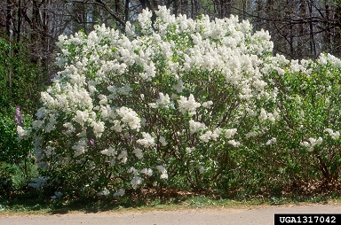 common lilac, Syringa vulgaris  (Scrophulariales: Oleaceae) - 1317042